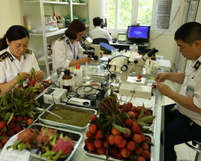 Quy trình C/O, kiểm dịch thực vật XNK hàng hóa trọn gói chuyên nghiệp